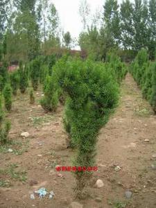 曼地亞紅豆杉造型樹(shù)